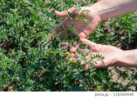 Woman shows chickpeas in close up. Chickpea are growing on the field Woman shows chickpeas in close up. Chickpea are growing on the field 118300440