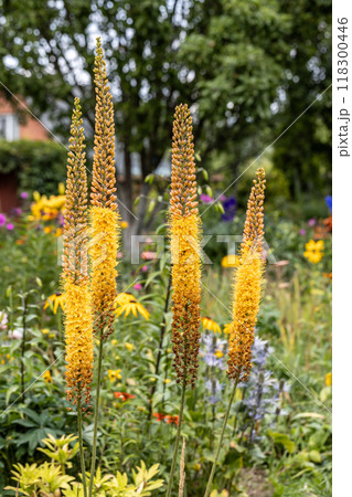 Eremurus Cleopatra Foxtail Lily in flowers garden Eremurus Cleopatra Foxtail Lily in flowers garden 118300446