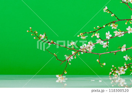 Blooming spring branches with flowers and its shadow on green background 118300520