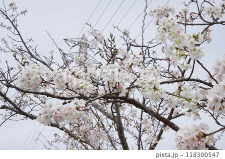 鎌倉市今泉の春の風景 桜 鎌倉市今泉の春の風景 桜 118300547