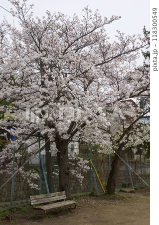 鎌倉市今泉の春の風景　桜 118300549