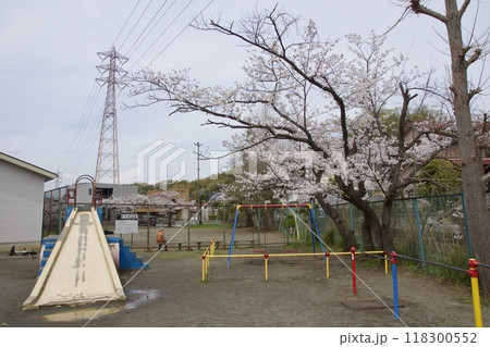鎌倉市今泉の春の風景　桜 118300552