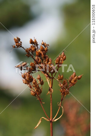 ツリガネヤナギの花後・2024年㋇ 118300658