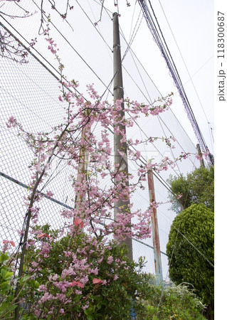 鎌倉市今泉の春の風景　桜 118300687