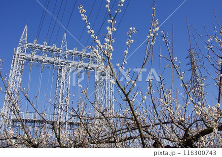 春の小出川のカワヅザクラ　河津桜 118300743