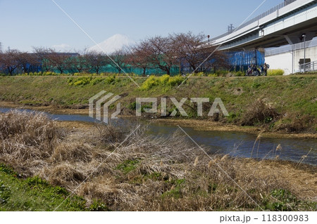 春の小出川のカワヅザクラ　河津桜 118300983