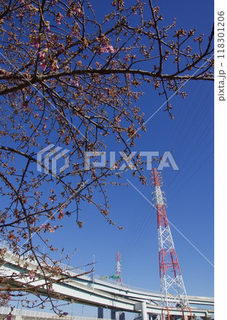 春の小出川のカワヅザクラ　河津桜 118301206