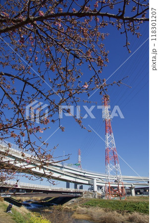 春の小出川のカワヅザクラ　河津桜 118301207