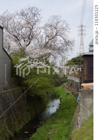 鎌倉市今泉の春の風景 桜 鎌倉市今泉の春の風景 桜 118301225