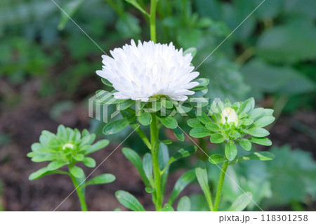 Asters is blooming. Romantic plants. Nature floral background. Blooming flowers in meadow. Cottage garden.  118301258