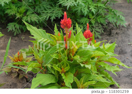 Cottage garden. Amaranthus caudatus of crimson color. Red flowers in organic garden. Cottage garden. Amaranthus caudatus of crimson color. Red flowers in organic garden. 118301259