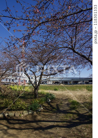 春の小出川のカワヅザクラ　河津桜 118301333