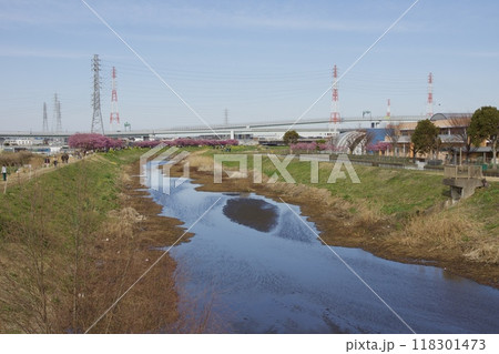 春の小出川のカワヅザクラ　河津桜 118301473