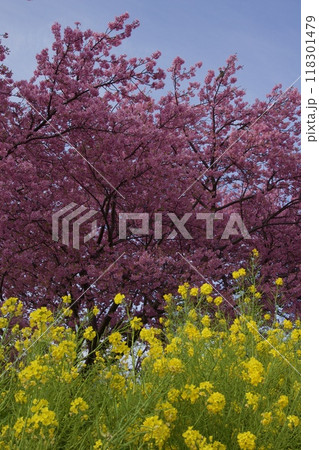 春の小出川のカワヅザクラ　河津桜 118301479