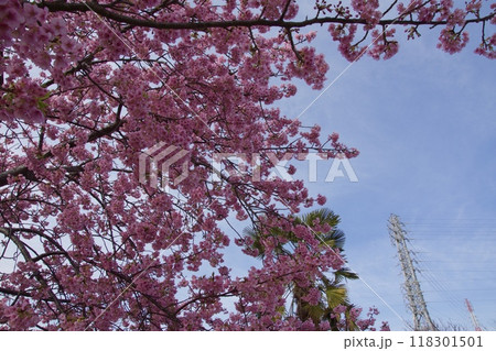 春の小出川のカワヅザクラ　河津桜 118301501