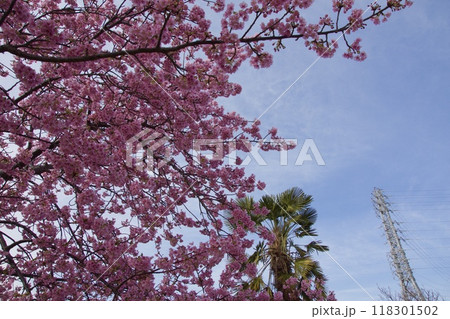 春の小出川のカワヅザクラ　河津桜 118301502