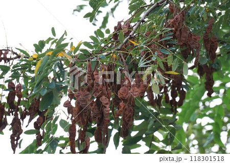 ニセアカシア・2024年㋇　 118301518