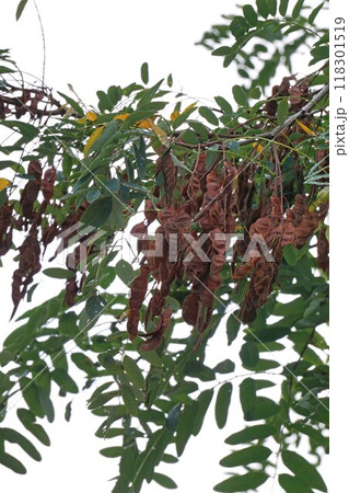 ニセアカシア・2024年㋇　 118301519