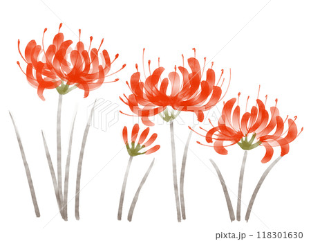 彼岸花の墨絵イラスト 118301630