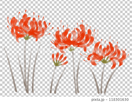 Sumi-e illustration of red spider lily 118301630