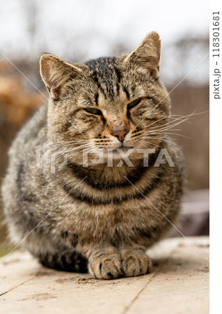 Cat sitting on the porch Cat sitting on the porch 118301681