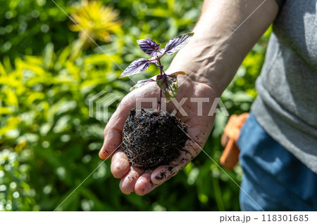 A male farmer holds a basil seedling in his hands. Agriculture and farming concept. A male farmer holds a basil seedling in his hands. Agriculture and farming concept. 118301685