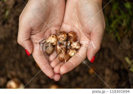 hand sadi in soil-soil flower bulbs. Hand holding a crocus bulb before planting in the ground hand sadi in soil-soil flower bulbs. Hand holding a crocus bulb before planting in the ground 118301694