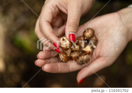 hand sadi in soil-soil flower bulbs. Hand holding a crocus bulb before planting in the ground hand sadi in soil-soil flower bulbs. Hand holding a crocus bulb before planting in the ground 118301702