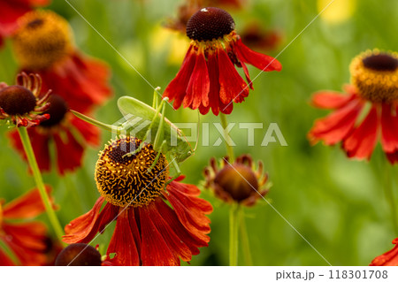 Large green grasshopper on red helenium flowers in the garden 118301708