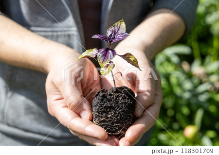 A male farmer holds a basil seedling in his hands. Agriculture and farming concept. A male farmer holds a basil seedling in his hands. Agriculture and farming concept. 118301709