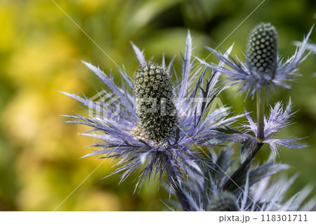 Eryngium alpinum 'Blue Jackpot' also known as Blue Sea Holly Eryngium alpinum 'Blue Jackpot' also known as Blue Sea Holly 118301711