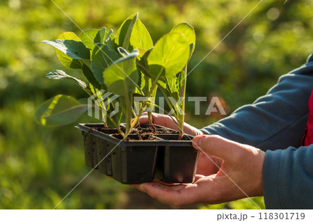 Cabbage seedlings in the hands of a person. Young cabbage. Summer in the garden Cabbage seedlings in the hands of a person. Young cabbage. Summer in the garden 118301719