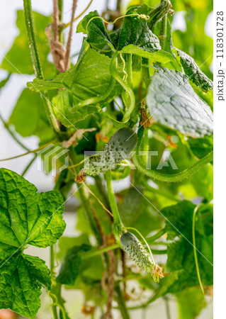 young Cucumber in the garden young Cucumber in the garden 118301728
