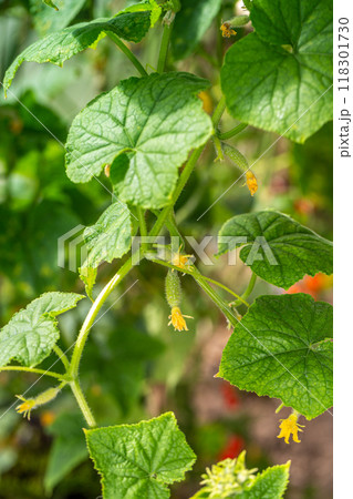 young Cucumber in the garden young Cucumber in the garden 118301730