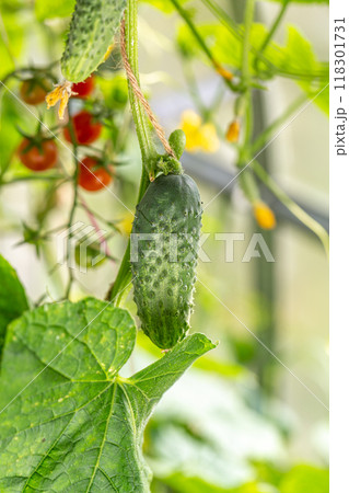young Cucumber in the garden young Cucumber in the garden 118301731