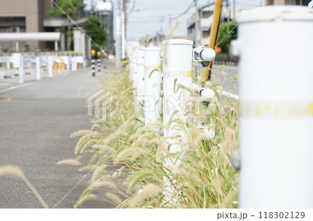 道路に生える雑草 118302129