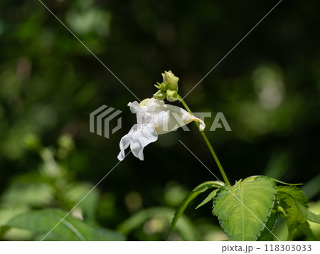 ツリフネソウの白花品種のシロツリフネ 118303033