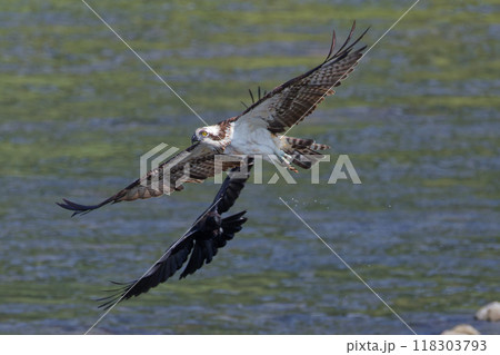 ハシボソガラスに追いかけられるミサゴ 118303793