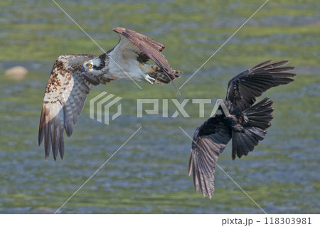 ハシボソガラスから逃げるミサゴ ハシボソガラスから逃げるミサゴ 118303981