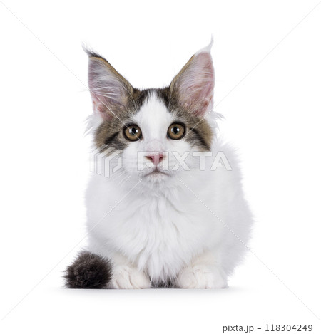 Van Maine Coon cat kitten on white Van Maine Coon cat kitten on white 118304249