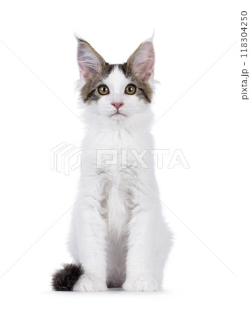 Van Maine Coon cat kitten on white Van Maine Coon cat kitten on white 118304250