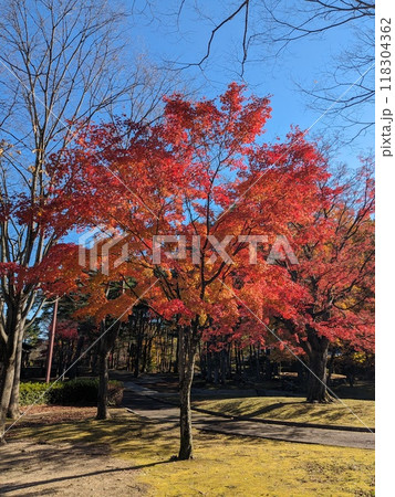 秋の風景 紅葉 秋の風景 紅葉 118304362
