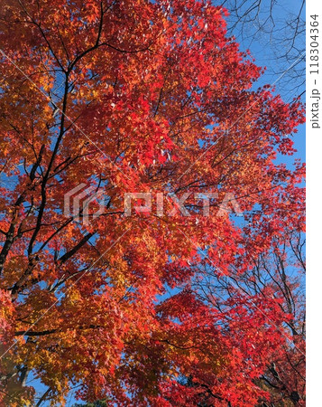 秋の風景　紅葉 118304364