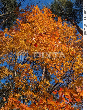 秋の風景 紅葉 秋の風景 紅葉 118304369