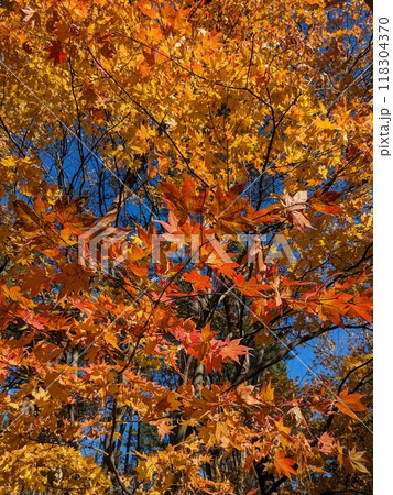 秋の風景 紅葉 秋の風景 紅葉 118304370