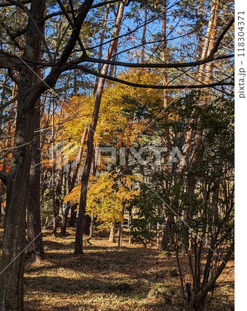秋の風景 紅葉 秋の風景 紅葉 118304371