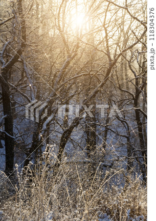 Morning fresh frost 118304376