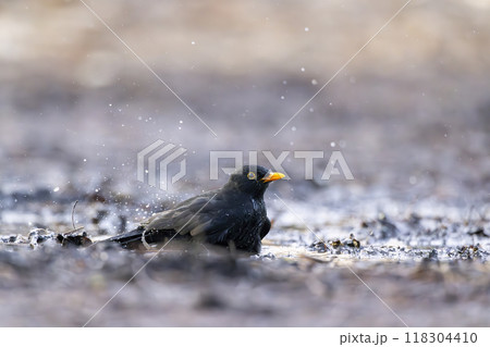 Blackbird (Turdus merula) in Central Bohemia, Czech Republic 118304410