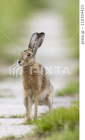 Field hare (Lepus europaeus) in Bird park Kosteliska near Dubnany, Southern Moravia, Czech Republic 118304425