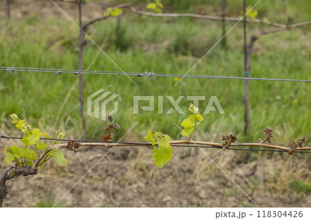 Spring vineyard damaged by heavy frost (brown parts are dead), vineyard where there will be very little harvest, Southern Moravia, Czech Republic Spring vineyard damaged by heavy frost (brown parts are dead), vineyard where there will be very little harvest, Southern Moravia, Czech Republic 118304426